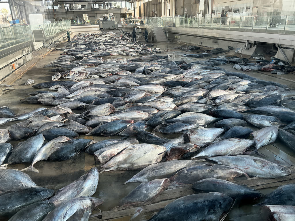 Toyosu Market: watch the trade – Tsukiji or Toyosu? A practical guide to Tokyo's fish markets